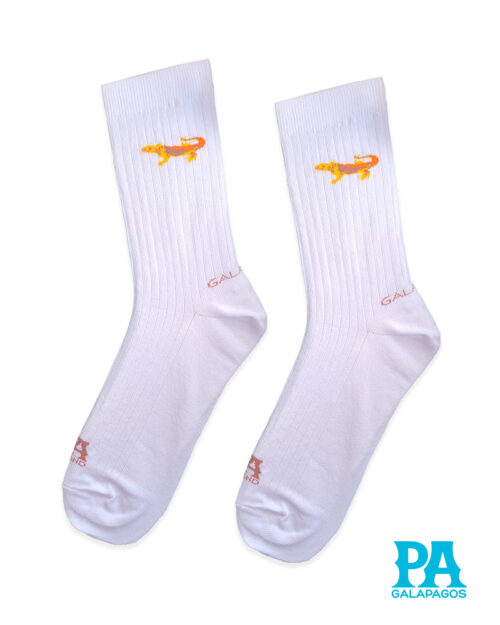 Iguana terrestre fondo blanco