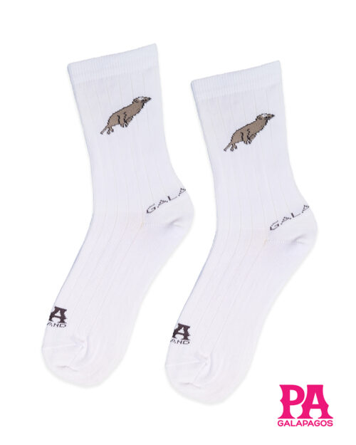 Lobo marino fondo blanco