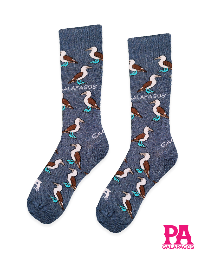 Piqueros patas azules fondo azul marino