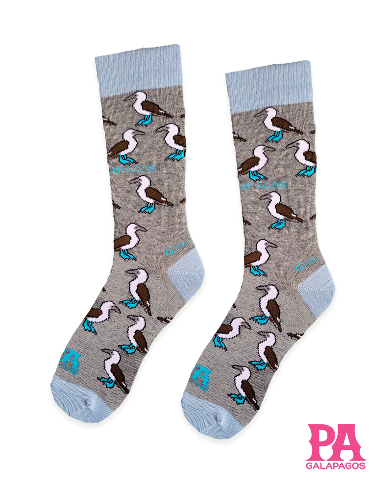 Piqueros patas azules fondo gris