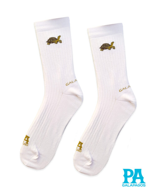 Tortuga terrestre fondo blanco